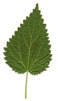 Nettle leaves